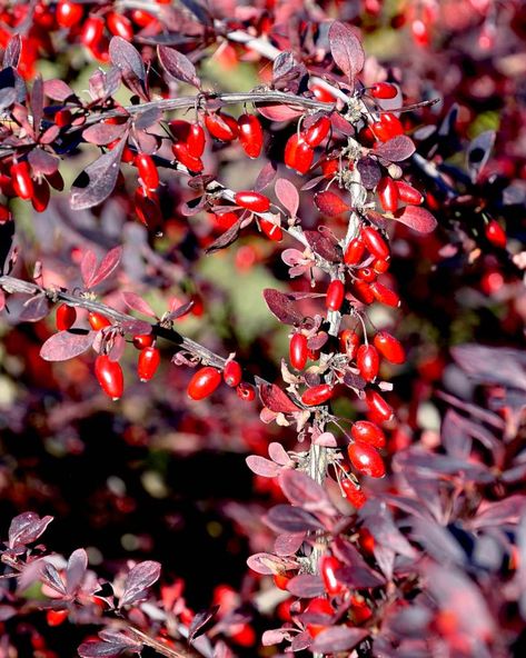 Where barberry grow Barberry shrubs are hardy evergreen or deciduous […] Barberry Bush, Edible Berries, Saffron Threads, Foundation Planting, Wild Harvest, Flower Meanings, The Orchid, Food Forest, Wild Berry