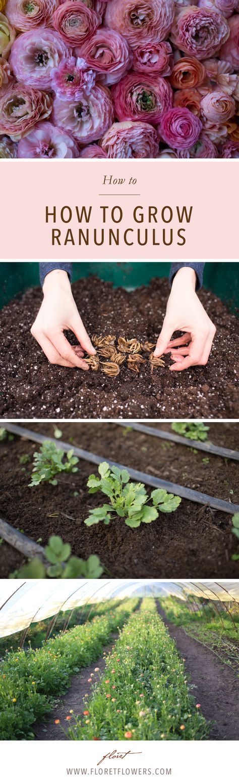 Grow Ranunculus, Farmer Florist, Ranunculus Garden, Garden Farming, Growing Tulips, Cut Flower Farm, Growing Dahlias, Flower Farming, Cut Flower Garden