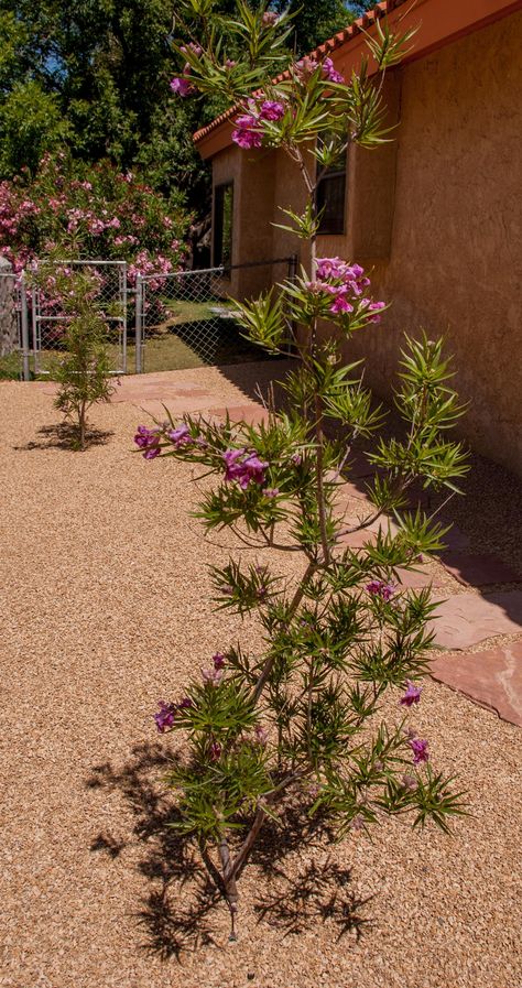 Desert willow tree Willow Tree Backyard, Willow Tree Garden, Willow Trees Garden, Desert Willow Tree, Xeriscape Landscaping, Arizona Backyard, Desert Willow, Arizona Landscape, Tree Garden