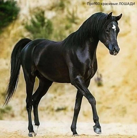 | OK.RU Horses Arabian, Black Arabian Horse, Arabic Horse, Tattoo Horse, Amazing Animal Pictures, Beautiful Arabian Horses, Black Stallion, Horse Wallpaper, Horse Aesthetic