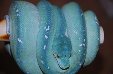 Green Tree Pythons turn blue when pregnant! Often after the second pregnancy a female will remain blue for the remainder of her life.