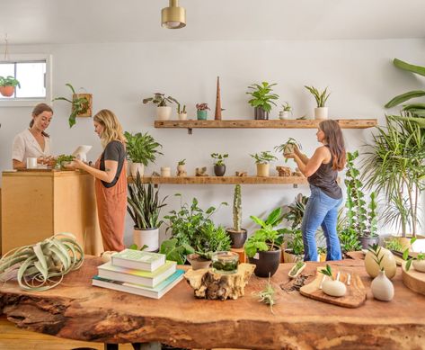 Plant Workshop, Dish Gardens, Community Gathering, Decorative Pebbles, Norfolk Pine, Best Starters, Staff Room, Dish Garden, Plant Shop