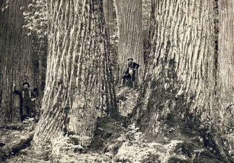 Giant Trees of Appalachia and the People Who Lived in Them | by Luke Bauserman | Medium Appalachian People, Chestnut Tree, Tree Story, American Chestnut, Hollow Tree, Sycamore Tree, Chestnut Trees, Giant Tree, Plant Science