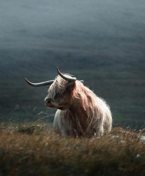 I Love Cows Taurus Animal, Highland Cow Photography, Scotland Cow, I Love Cows, Highland Coo, Cow Photography, Fantasy Cottage, Highland Cow, Instagram A