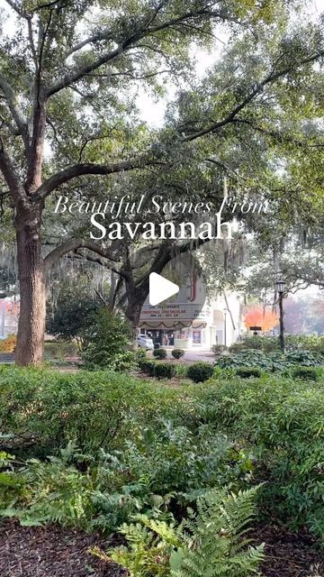 Hollie Grantham on Instagram: "Savannah, Georgia is one of the most picturesque towns in the US and I can never get enough of the architecture and tree lined streets. 🌳

Savannah is a great weekend getaway for people living in the the North East when temperatures start to chill in November and December. Warmer temps, beautiful hotels, and amazing restaurants make this the perfect spot to escape for a few days. Below a few of my favorite hotels are listed and perks you can get for booking with me. 👇

1. @thompsonsavannahga 
*Daily breakfast
*Property Credit
*Room Upgrade
*Early Check in/late check out

2. @perrylanehotel 
*Daily breakfast
*Property Credit
*Room Upgrade
*Early Check in/late check out

3. @thedraytonhotel 
*Daily breakfast
*$100 hotel credit
*Welcome amenity
*Room upgrade
. Amazing Restaurants, Georgia Travel, Room Upgrade, People Living, Savannah Georgia, Tree Line, Beautiful Hotels, New York Travel, Weekend Getaway