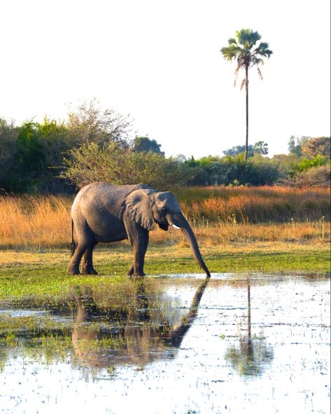 elephant drinking water from the okavango delta with reflection Water For Elephants Aesthetic, Elephant Riding, Elephant Volunteering, Elephant Drinking Water, Riding Elephants, Elephants Playing In Water, Animal Action, Okavango Delta, Action Words