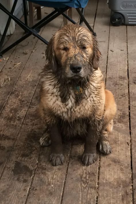 Golden Retriever Bluebonnet discovers mud as a pup. Muddy Golden Retriever, Goofy Animals, Crumble Cookie, Dream Cottage, Golden Retriever Puppy, Vision Boards, Golden Retrievers, Instagram Photo Inspiration