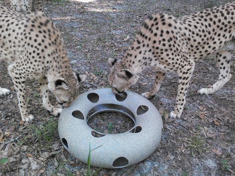 Sharing is carrying at the Chehaw Wild Animal Park.  The Cat Toy from #WTB holds a scent enrichment kit! Wolf Enrichment, Zoo Enrichment, Cat Enrichment, Animal Enrichment, Jungle Theme Classroom, Zoo Toys, Zoo Project, Zoo Ideas, Cats Toys