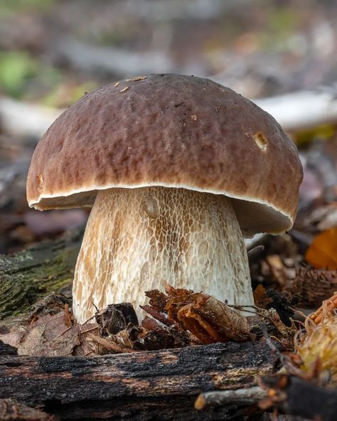 Mushrooms In Nature Forests, Penny Bun Mushroom, Mushrooms Photos, Fungi Kingdom, Autumn Vegetables, Mushroom Brown, Mushroom Pictures, Forest Aesthetic, Wild Forest