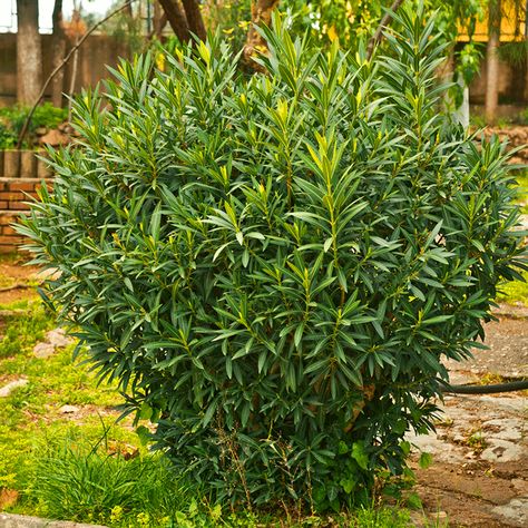 Shop For Bat Laurel Trees Online From The Tree Center. Free Shipping on Orders over $99. Arrive Alive Guarantee. Laurel Bush, Evergreen Trees For Privacy, Laurel Shrub, Bay Laurel Tree, Minnesota Garden, Hedge Trees, Thuja Green Giant, Fast Growing Evergreens, Bay Laurel