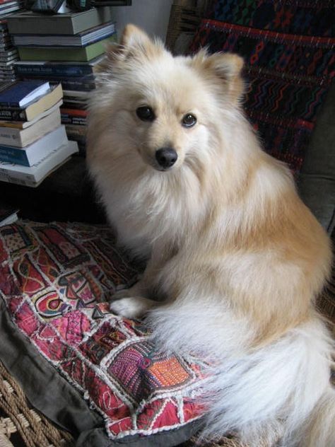 Spitz Dog Breeds, Spitz Puppy, German Spitz, Spitz Dogs, Dog Stocking, My Pillow, Pomeranian Dog, Search Bar, Dogs Puppy