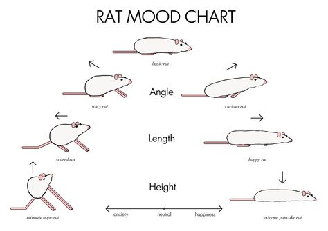 Rat mood chart - emotional intelligence training Rat Facts, Pet Rat Cages, Rattus Rattus, Mood Chart, Rat Care, Dumbo Rat, Baby Rats, Rat Toys, Rat Cage