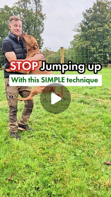 Josh | Dog Training & Behaviourist on Instagram: "Stop jumping up with this simple technique ⤵️

✅️ Sit, it's that simple

As demonstrated if we touch, stroke or push away whilst they are jumping, this is rewarding jumping up. And therefore this is REPEATED 

Instead simply give them something to think about 🤔

✅️Ask for a Sit 
✅️ Stroke them under the chin or belly (often reaching over causes then to jump)
✅️ Be consistent 
✅️ Every member of the family needs to apply this rule
✅️ Practice 

Follow for more tips ✨️ 
#dogtraining #dogtrainingtips #dogs" Puppy Training Tips, Dog Training Techniques, Be Consistent, Dog Training Tips, Puppy Training, Dog Stuff, Training Tips, Recipes Easy, Follow For More