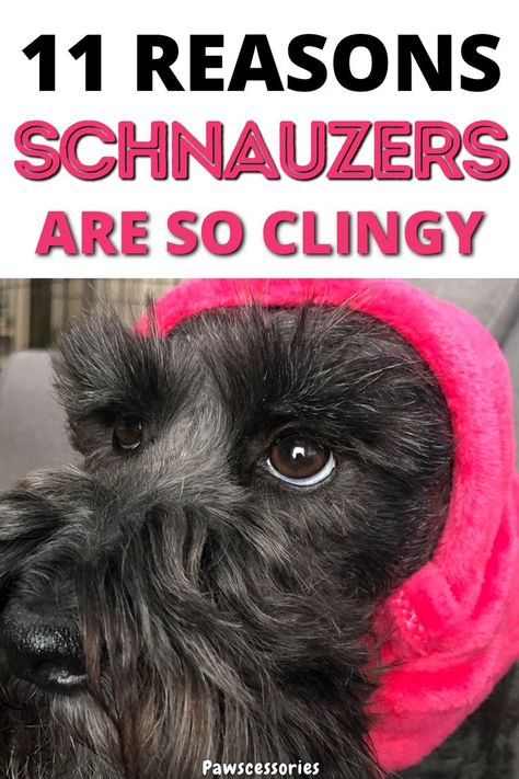 In this post you’ll discover the 11 of the most common reasons why your schnauzer is acting so clingy and needy as well as things you can do to help reduce their clinginess. Reason #1 is the least talked about but potentially one of the biggest! #schnauzers #schnauzertips #schanuzerfacts Mini Schnauzer Haircuts, How To Groom A Schnauzer At Home, Schnauzer Face Grooming, Miniature Schnauzer Haircut Hairstyles, Giant Schnauzer Grooming Styles, Schnauzer Sayings, Mini Schnauzer Grooming Haircuts, Schnauzer Haircuts, Dog Birthday Quotes