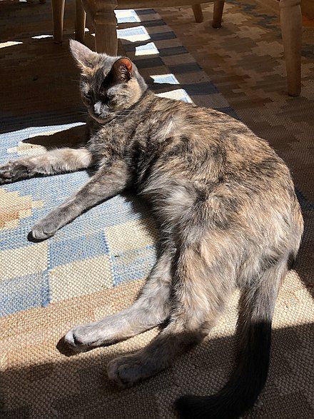 Dilute Tortoiseshell Cat, Tortoiseshell Cats, I Miss My Cat, Tortoiseshell Cat, Tortoise Cat, Calico Cats, Cream Cat, Cat Reference, Tortoise Shell Cat