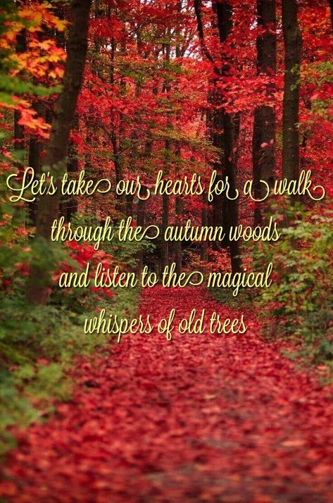 Fall Quote, Thanksgiving Blessings, Autumn Magic, Old Trees, Autumn Scenes, Autumn Quotes, Shop With Me, Autumn Scenery, You Are Loved