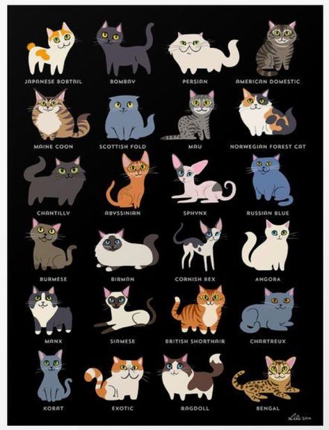 Cat Breeds Chart, Types Of Cats, Cats Breeds, Cat Facts, Cats Illustration, Disney Films, Cute Animal Drawings, Buy A Cat, Warrior Cats