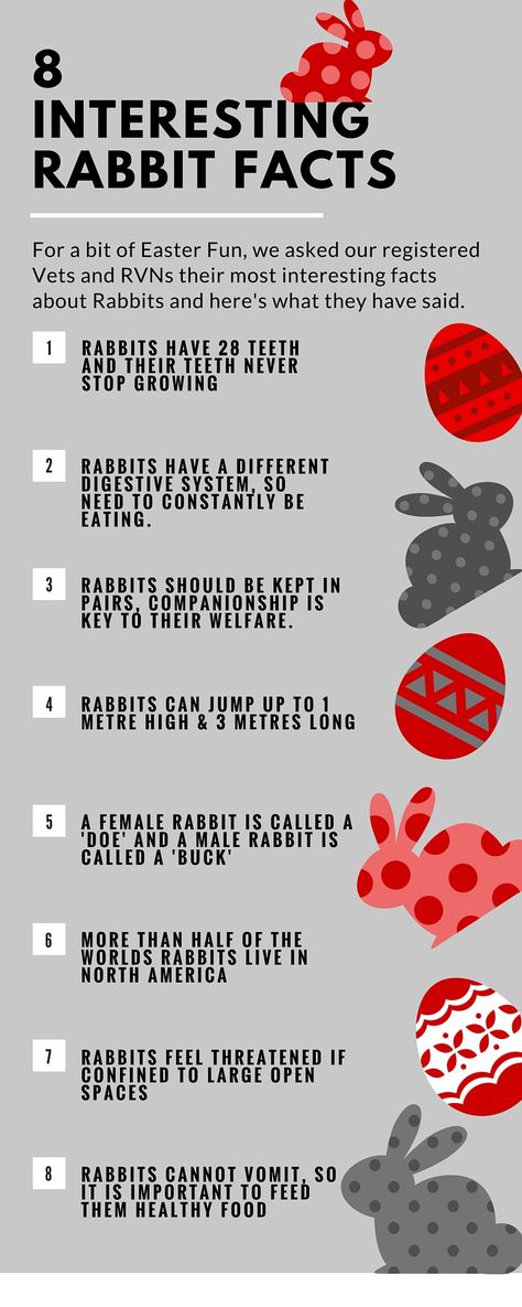 8 interesting facts about #rabbits 4h Rabbit Project, Rabbit Posters For 4-h, 4h Rabbit Poster Ideas, Showing Rabbits In 4h, Rabbit Knowledge, Bunny Tricks, Daycare Job, 4-h Poster Ideas, Facts About Rabbits