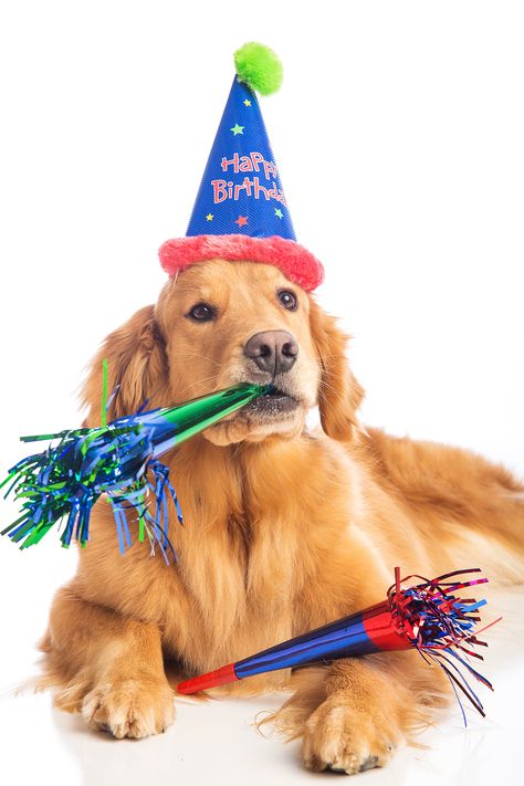 Do you host a birthday gathering for your dog? This is something that the kids will love doing! For some dog lovers this is a big deal. Our dog is a big part Dog Birthday Pictures, Dog First Birthday, Puppy Birthday Parties, Dog Ages, Puppy Birthday, Dog Birthday Party, Dog Years, Dog Party, Puppy Party