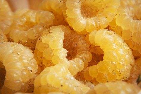 390:1000 Yellow raspberries | Flickr - Photo Sharing! Yellow Raspberries, Nature Design, Fruits And Veggies, Himalayan, Project Ideas, Grapes, Raspberry, Photo Sharing, Blossom