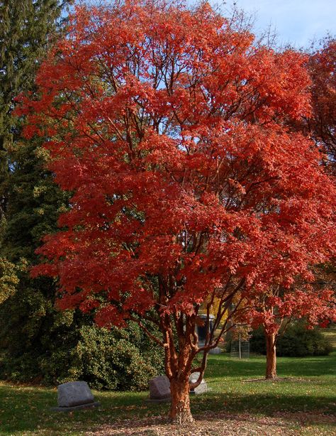 acer griseum <b>paperbark maple fall color</b> 111112 <b>Paperbark</b> <b>Maple</b> A Must ... Ranch House Landscaping, Maple Tree Landscape, Pinterest Plant, Pale Yellow Flowers, Red Maple Tree, Backyard Trees, Specimen Trees, Winter Plants, Zone 5