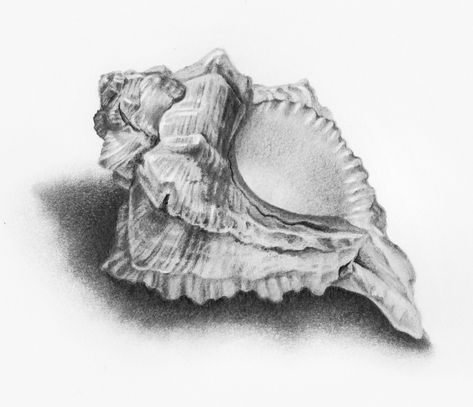 pencil sea shell drawings to pin | Shell drawing. Natural Forms Gcse, Seashell Drawing, Shell Drawing, Natural Form Art, Sea Life Art, Theme Tattoo, Ap Studio Art, Still Life Drawing, Gcse Art