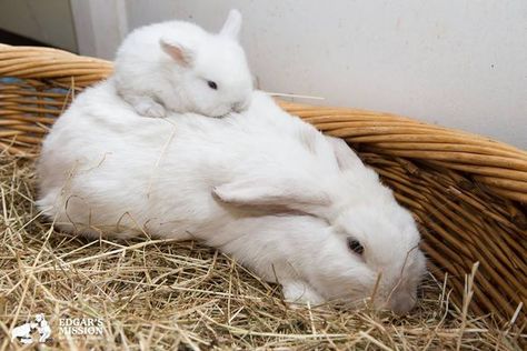 So Sweet Wild Bunny, Bunny Family, Cute Buns, Farm Sanctuary, Guinea Pig Cage, House Rabbit, Pet Bunny, Bunny Pictures, Rabbit Baby