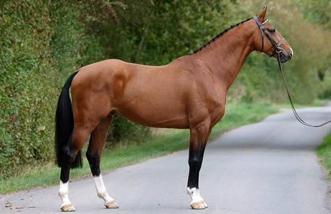 Irish Draft Horse, Irish Horse, Irish Sport Horse, Warmblood Horses, Pony Breeds, Horse Dressage, Horse Treats, Thoroughbred Horse, Dressage Horses