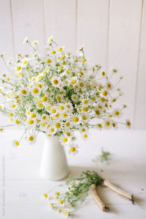 floral arrangements, chamomile flower Daisy Flower Arrangements, Daisy Centerpieces, Daisy Cottage, Bouquet Champetre, Daisy Baby Shower, Daisy Party, Daisy Wedding, Chamomile Flowers, Flowers Wallpaper