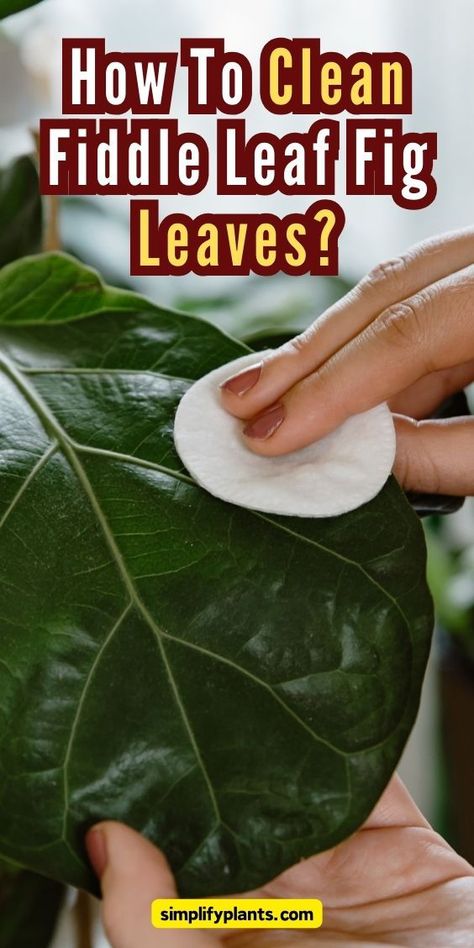 Fiddle Leaf Fig | Indoor Gardening - cleaning fiddle leaf fig leaves, fiddle leaf fig care, fiddle leaf fig 
maintenance, fiddle leaf fig leaf cleaning, fiddle leaf fig plant care, 
fiddle leaf fig leaf care, fiddle leaf fig leaf maintenance, fiddle leaf 
fig cleaning tips, fiddle leaf fig leaf cleaning guide, fiddle leaf fig 
cleaning frequency, fiddle leaf fig leaf cleaning methods, fiddle leaf fig 
leaf cleaning products, fiddle leaf fig leaf cleaning solutions Fiddle Leaf Fig Care, Fiddle Fig Tree, Fiddle Leaf Tree, Fig Plant, Fiddle Fig, Plant Care Houseplant, Plant Book, Indoor Trees, Fiddle Leaf Fig Tree