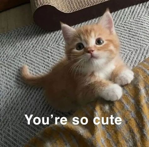 Cute Cat Kitten Photo Silly Cats Pictures, You Are Cute, Bad Cats, Silly Animals, Cute Memes, Funny Cute Cats, Cute Cats And Dogs, Silly Cats, Beautiful Cat