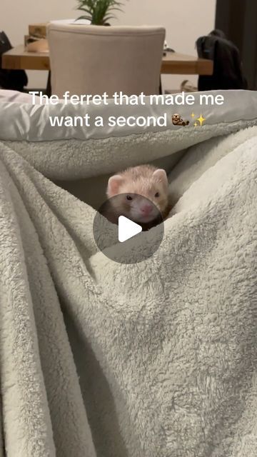 Ferret Cage Ideas, Ferret Cage, Ferret, Personalities, Cute Animals, Moon, Animals, On Instagram, Clothes