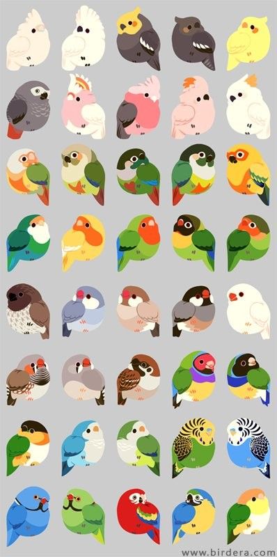 Birds Cute Drawing, Parrot Cute Drawing, Cartoon Bird Character Design, Parrot Illustration Cute, Tiger Cute Drawing, Bird Cute Drawing, Bird Drawing Cute, Cute Birds Wallpaper, Cute Bird Wallpaper