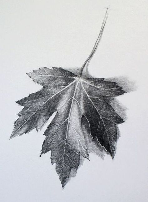 Digication ePortfolio :: Fairfield Art :: Observational Leaf Drawing Beautiful Pencil Drawings, Leaves Sketch, Draw Lips, Pencil Shading, White Drawing, Lips Drawing, Drawing Faces, Grape Leaf, Leaf Drawing