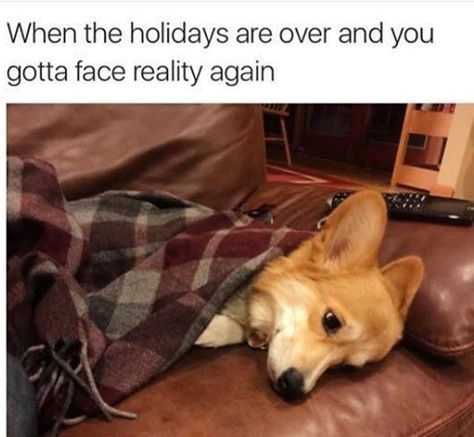 Christmas Memes, Meme Page, Teacher Memes, Work Memes, Holiday Humor, Funny Animal Memes, Story Of My Life, Oui Oui, Teacher Humor