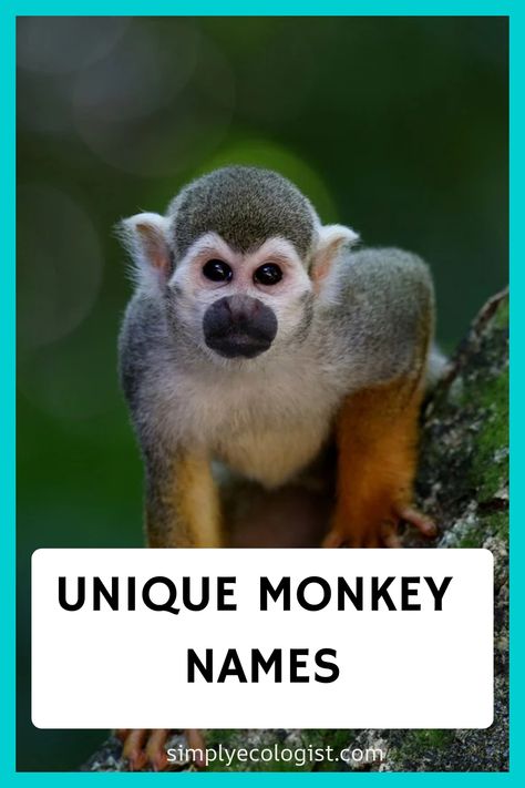 Monkeys are smart and sociable creatures, each with their own distinct personality. By choosing a name that reflects your monkey’s character, you’ll have a Monkey Species, Monkey Names, Boy Monkey, Types Of Monkeys, Wildlife Travel, Creative Names, Pet Monkey, Funny Names, Cute Monkey