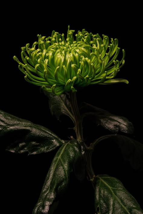 Green Chrysanthemum, Botanical Inspiration, Magnolia Trees, Peonies Garden, Blossoms Art, Chrysanthemum Flower, Beautiful Flowers Wallpapers, Bridesmaid Flowers, Green Flower