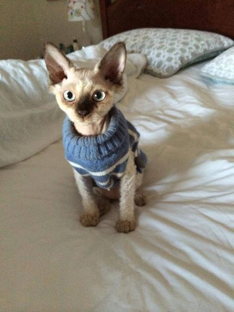 Cat In Sweater, Devon Rex Cat, Devon Rex Cats, Cat Obsession, Dream's Cat, Rex Cat, Cat Sweater, Devon Rex, Hairless Cat