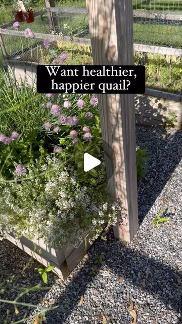 The Quaily Bunch on Instagram: "The secret to happier quail.   #quail #coturnixquail #coturnixcoturnix #coturnixjaponica #birdlover #birdfreaks #adorableanimals #coturnixquailofinstagram #quailofinstagram #quailsofinstagram #quailtok #thequailybunch #homeschool #homestead #homesteading #homesteadlife #cuteanimals" Winterizing Quail Coop, Plants For Quail Coop, Plants For Quail Pen, Quail Hideout, Indoor Quail Enclosure, Quail House Ideas, Keeping Quails, Quail Enclosure Ideas, Quail Aviary With Plants Diy