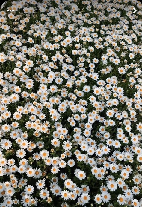 Druid Wallpaper, Spring Desktop Wallpaper, Cottagecore Art, Daisy Wallpaper, Wallpaper Disney, Sky Photography Nature, Photos For Profile Picture, Nothing But Flowers, Hello Kitty Iphone Wallpaper