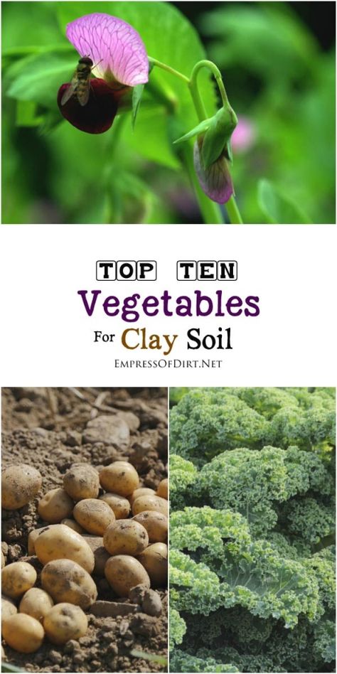 Clay soil can be challenging in the garden but there are actually some vegetables that can tolerate—or even benefit from—these growing conditions. From broccoli to potatoes, your favourites might just be on the list. Clay Soil Plants, Planting In Clay, Best Vegetables, List Of Vegetables, Starting Seeds Indoors, Survival Gardening, Growing Grapes, Home Vegetable Garden, Clay Soil