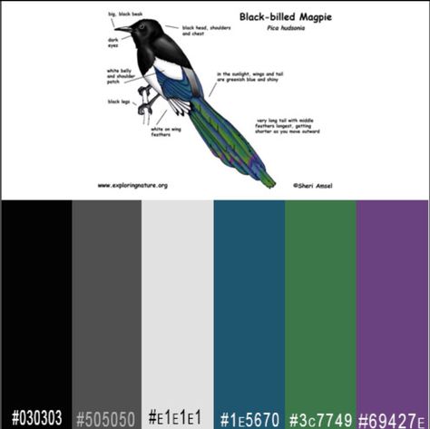 Black-billed magpie color scheme Magpie Color Palette, Magpie Symbolism, Magpie Rhyme, Magpie Aesthetic, Black Billed Magpie, Magpie Tattoo, Witchy Woman, August 12, Style Crush