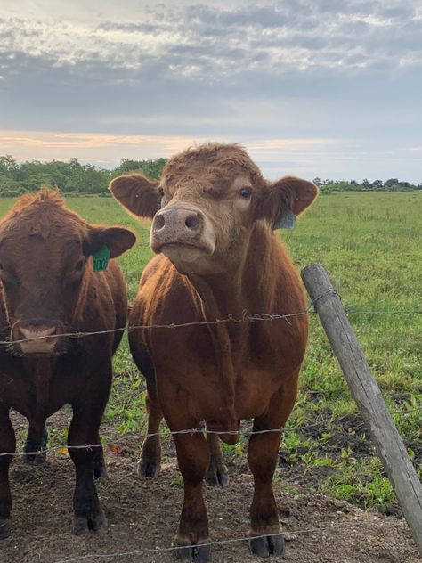 Feeding Cows Aesthetic, Cows Aesthetic, Cow Aesthetic, Beef Cow, Cosmo And Wanda, Dream Property, Country Stuff, The Fam, + Core + Aesthetic