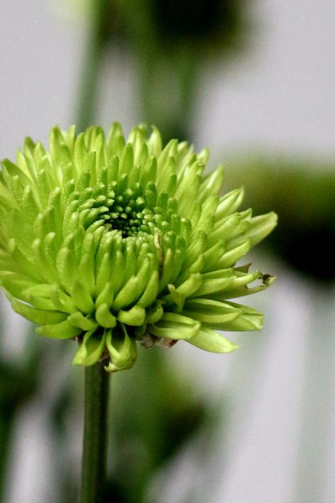 green chrysanthemum - Green Flowers Green Chrysanthemum, We Are Family, Tarot Deck, Green Flowers, Chrysanthemum, Love Flowers, Beautiful Flowers, Herbs, Plants