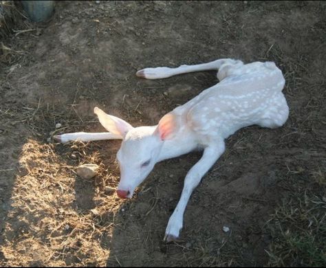 White Deer, Baby Deer, Deer, Trees, Green, White