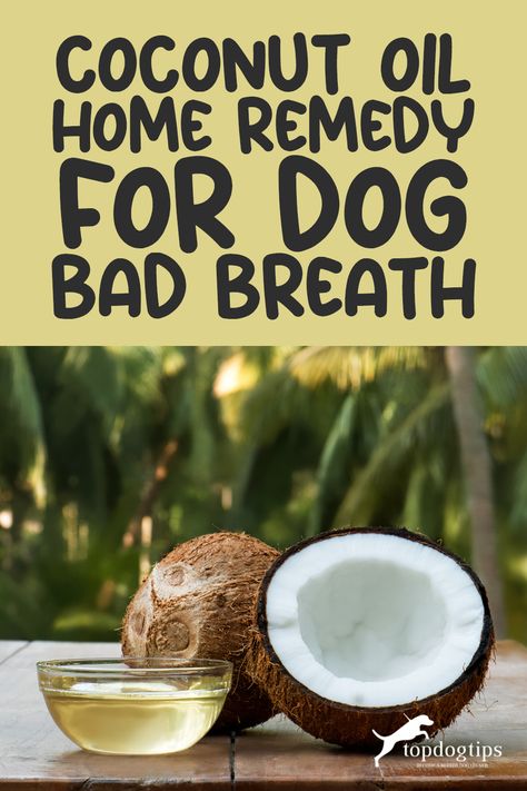 Coconut Oil Home Remedy for Dog Bad Breath Coconut Oil For Dogs Teeth, Dog Bad Breath Remedy, Dog Breath Remedy, Dog Bad Breath, Remedies For Bad Breath, Dog Bad, Bad Dog Breath, Bad Breath Remedy, Natural Pet Care