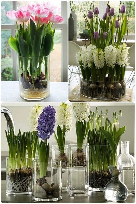 Tanaman Air, Flowers In Vases, Growing Tulips, Indoor Water Garden, نباتات منزلية, Tulips Garden, Inside Plants, Garden Bulbs, Indoor Flowers