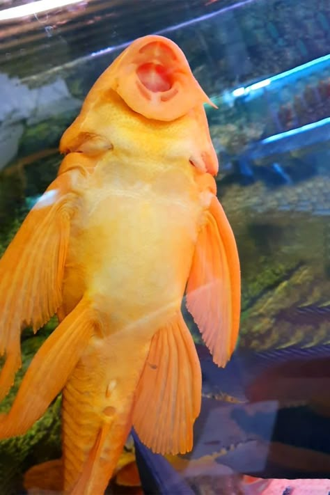 When someone wants to buy an Albino pleco, they should buy a large and more extended tank with a minimum of 25 gallons and a maximum of 30 gallons. And pH value of the water should be between 5.8 and 7. Moreover, the water temperature should be 71 – 80 degrees F (22 – 27 degrees C). Their foods are small meaty foods and a combination of fresh vegetables. #AlbinoPleco #AlbinoPlecostomus #Albino BristlenosePleco #PlecoFish #AlbinoBristlenosePlecoSize Bristlenose Pleco, Pleco Fish, Unique Fish, Freshwater Fish, In The Wild, Tropical Fish, Catfish, Fresh Vegetables, Aquarium Fish