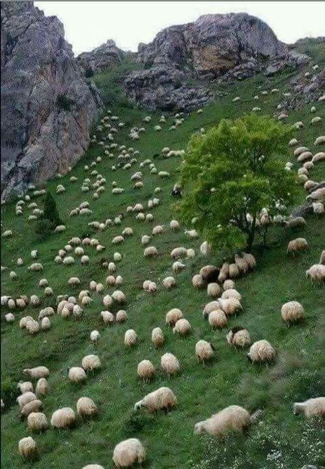 Sheep! Sheep Farm, Sheep And Lamb, 귀여운 동물, Animals Friends, Farm Life, Beautiful Creatures, Animal Kingdom, Beautiful World, Animals Beautiful