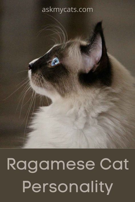 Ragamese Cat! Know About Ragdoll Siamese Mix
#ragameseCat #ragdollCat #siamesecat #catbreed Ragdoll Cat Breed, Cat Personalities, Cat Tips, Older Cats, Cat Shedding, Cat And Kitten, Ragdoll Kitten, Kitten Care, Ragdoll Cat